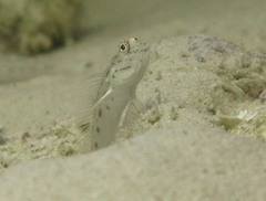 Ctenogobiops crocineus