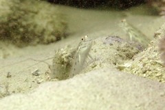 Ctenogobiops crocineus