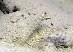 Ctenogobiops crocineus