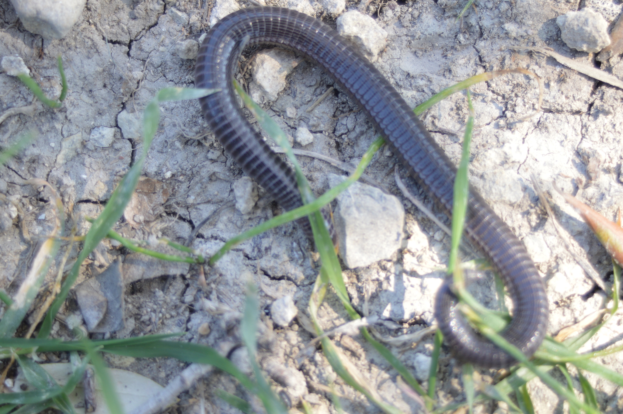 Levant Worm Lizard photo 5