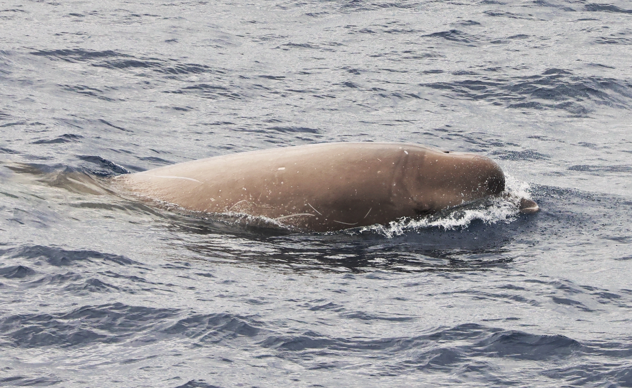 Hyperoodon planifrons