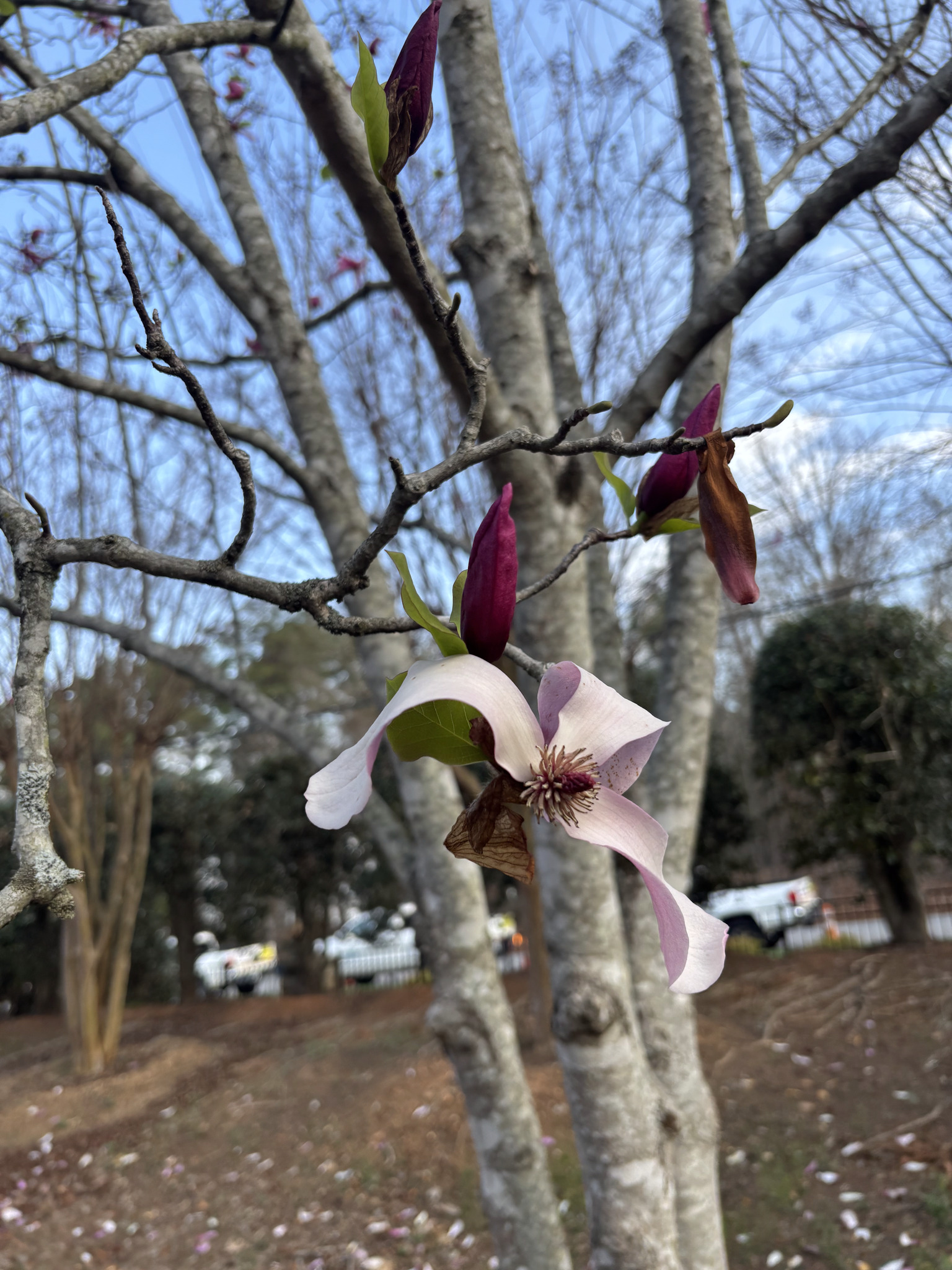 Lily Magnolia (Magnolia liliiflora)
