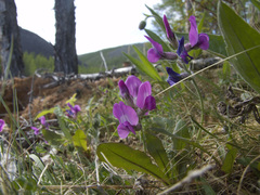 Oxytropis arctica taimyrensis