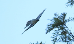 Eudynamys orientalis cyanocephalus