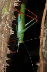 Jimenezia elegans