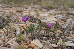 Oxytropis arctica taimyrensis