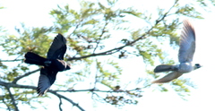 Eudynamys orientalis cyanocephalus