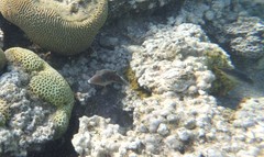 Canthigaster margaritata