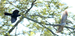 Eudynamys orientalis cyanocephalus