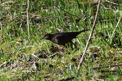 Turdus merula