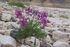 Oxytropis arctica taimyrensis