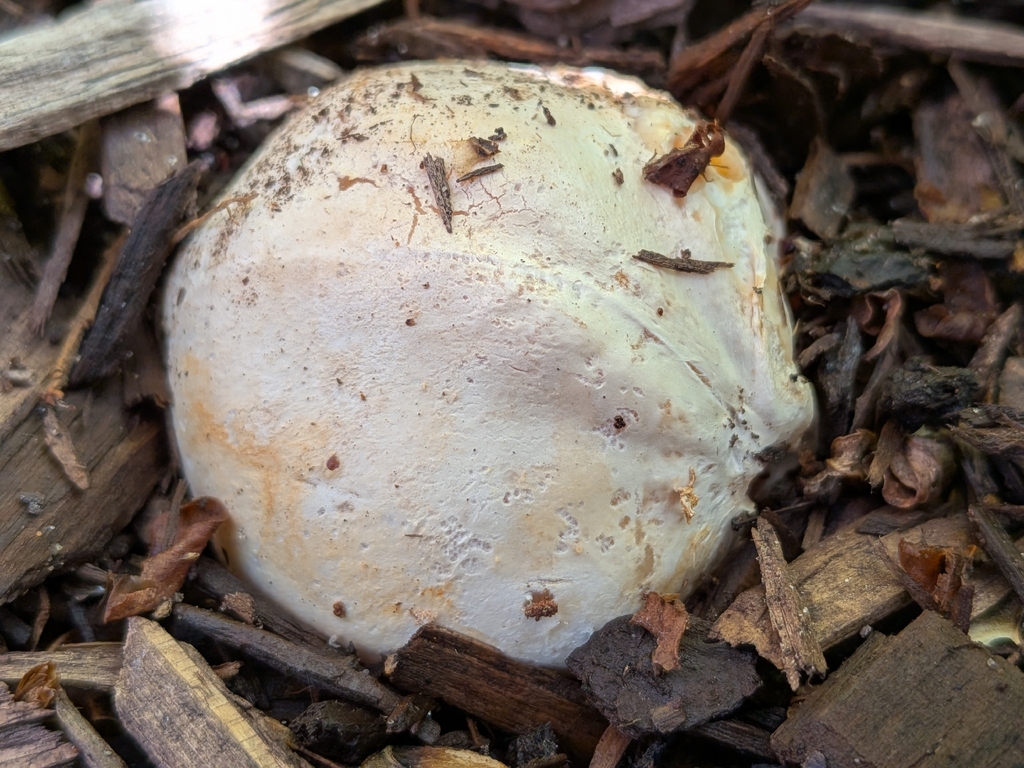 Clathrus columnatus · March 2026 · photo: © robert_alabama (iNaturalist, cc0)