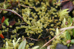 Paludella squarrosa