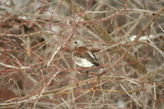 Turdus pilaris