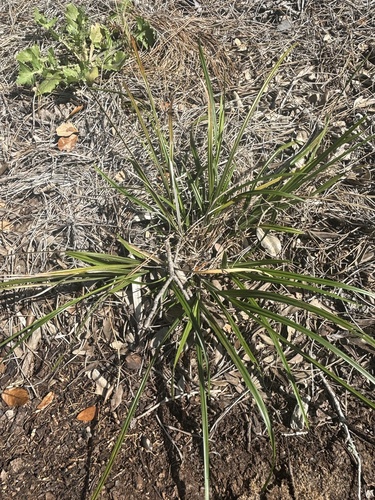 Whip Nutrush (Scleria triglomerata)