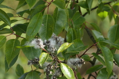 Salix tetrasperma, photograph (c) Dinesh Valke, some rights reserved (CC BY-SA)