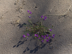 Oxytropis arctica taimyrensis