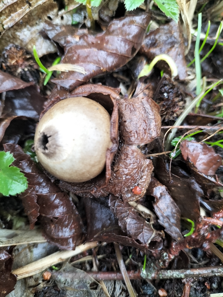 Geastrum michelianum · March 2026 · photo: © rolandgromes (iNaturalist, cc-by)