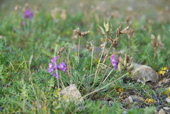 Oxytropis arctica taimyrensis