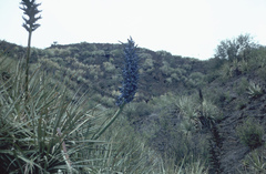 Puya weddelliana