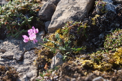 Oxytropis arctica taimyrensis