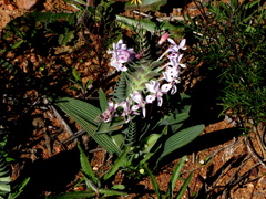 Lapeirousia pyramidalis