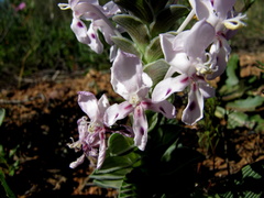 Lapeirousia pyramidalis