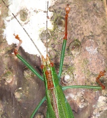 Jimenezia elegans