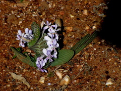 Lapeirousia pyramidalis