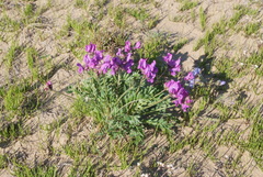 Oxytropis arctica taimyrensis