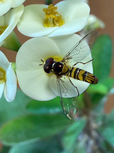 Unknown species found near N Perimeter Rd, San Luis Obispo, CA, US