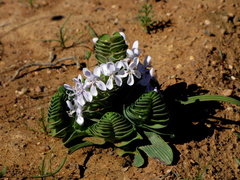 Lapeirousia pyramidalis