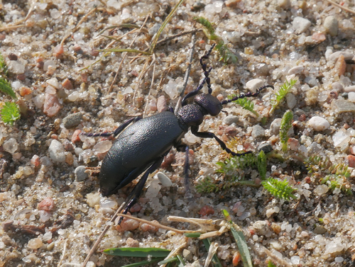 Black oil beetle
