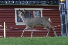 Capreolus capreolus