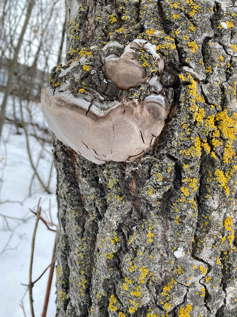 Phellinus tremulae · March 2026 · photo: © arthur_ab_frogman (iNaturalist, cc-by-nc)
