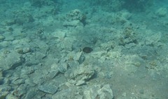 Sufflamen albicaudatum