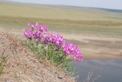 Oxytropis arctica taimyrensis