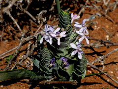 Lapeirousia pyramidalis