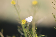 Celastrina echo gozora