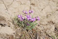 Oxytropis arctica taimyrensis