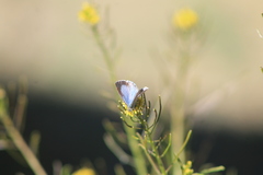 Celastrina echo gozora