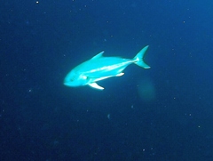 Naucratinae