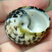 West Indian Top Shell - Photo (c) sea-kangaroo, some rights reserved (CC BY-NC-ND), uploaded by sea-kangaroo