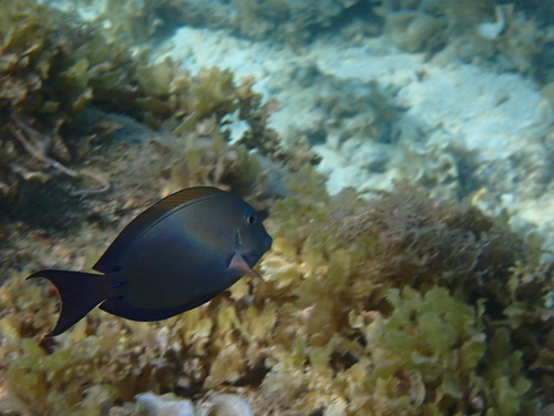 Acanthurus nigrofuscus