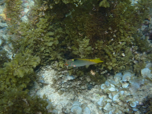 Halichoeres hortulanus
