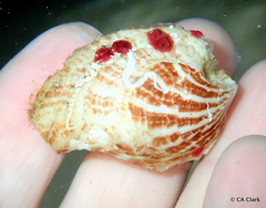 Homotrema rubrum