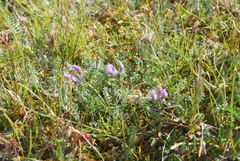 Oxytropis arctica taimyrensis