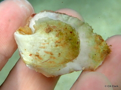 Pterioidea