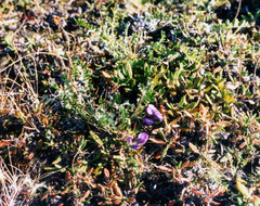 Oxytropis arctica taimyrensis