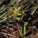 Orchid Viooltjie - Photo (c) Gawie Malan, some rights reserved (CC BY-NC), uploaded by Gawie Malan